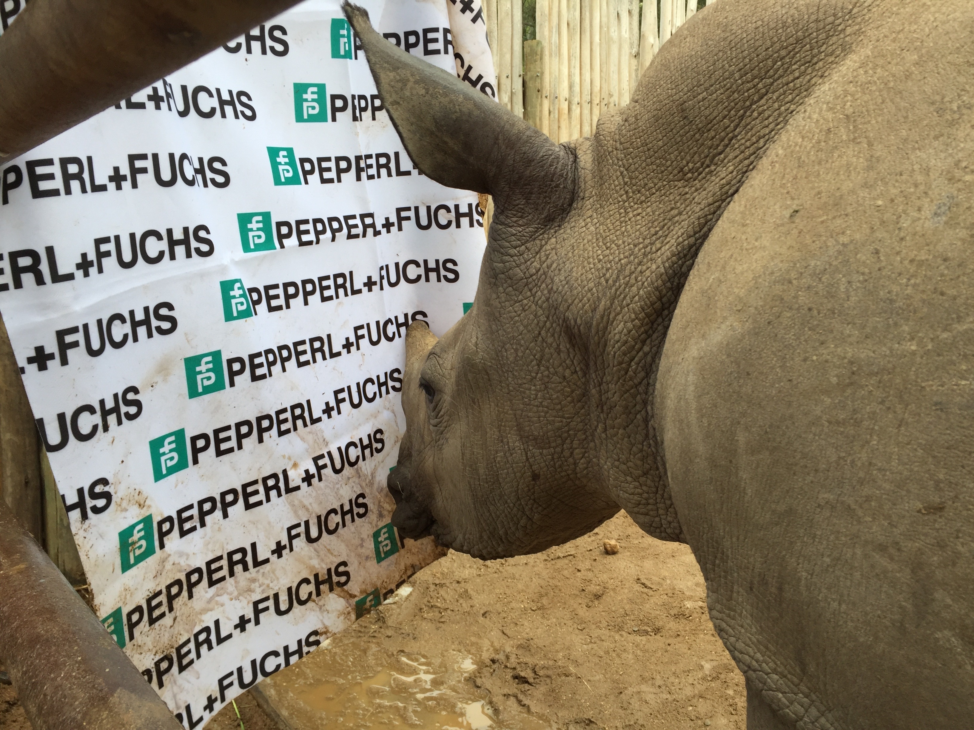 Oz the rhinoceros is now part of the Pepperl+Fuchs family.