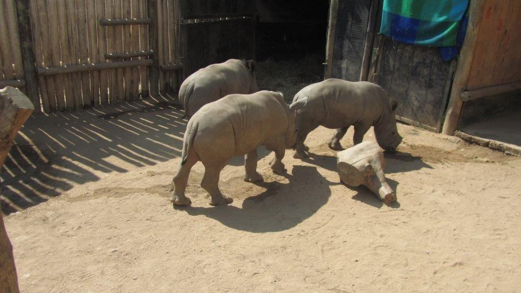 A look into the enclosure: baby rhino Oz plays with his two rhino friends Don and Warren.