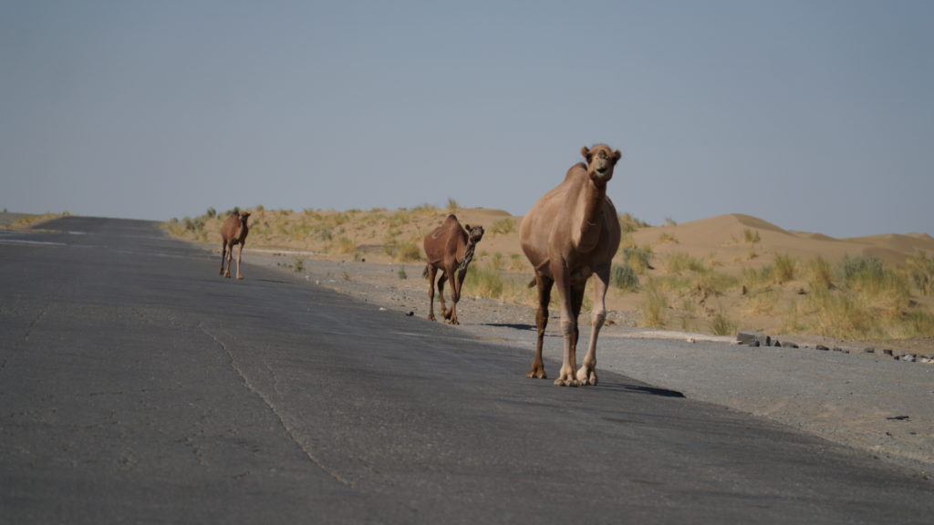 Mongol rally: Camels on the road in Turkmenistan