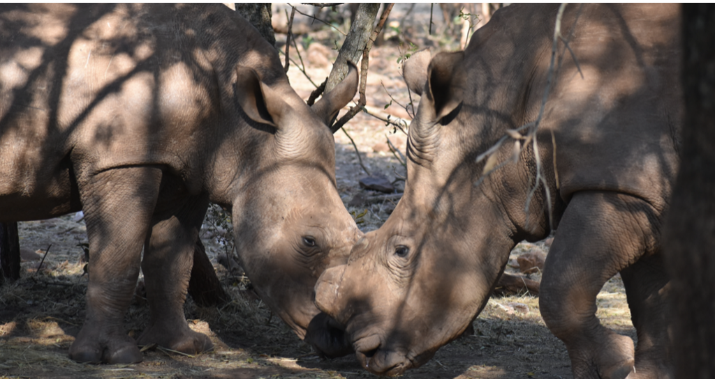 The two rhinos Oz and Don are grazing in the shade. They stand opposite each other and their heads almost touch.