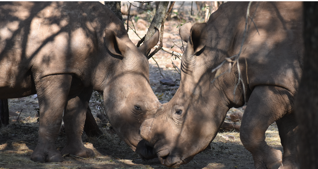 Inseparable duo: Oz and Don, who shared an enclosure when they were babies, are still best friends and can usually be found together.