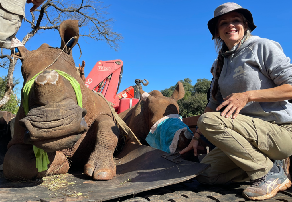 Petronel Nieuwoudt kneels next to two rhinos. They were just receiving medical attention. Her eyes are still blindfolded.