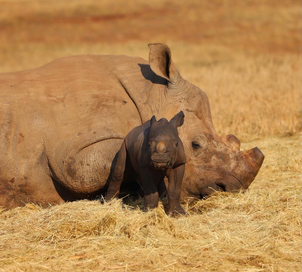 A large rhino is laying down in the gras. In the front, is a baby rhino walking towards the kamera.