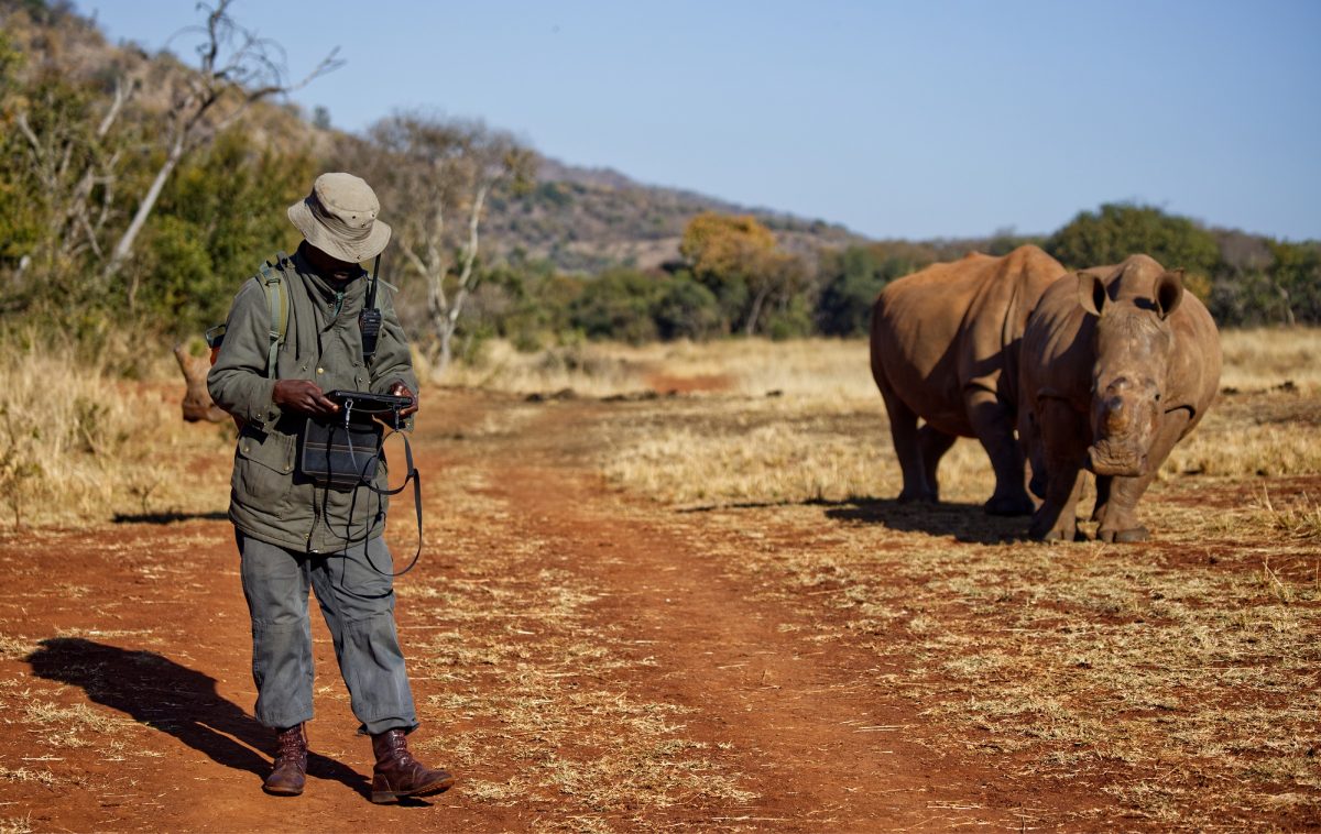 A rhino monitor is standing in front of two rhinos and looking at a tablet by ECOM instruments.