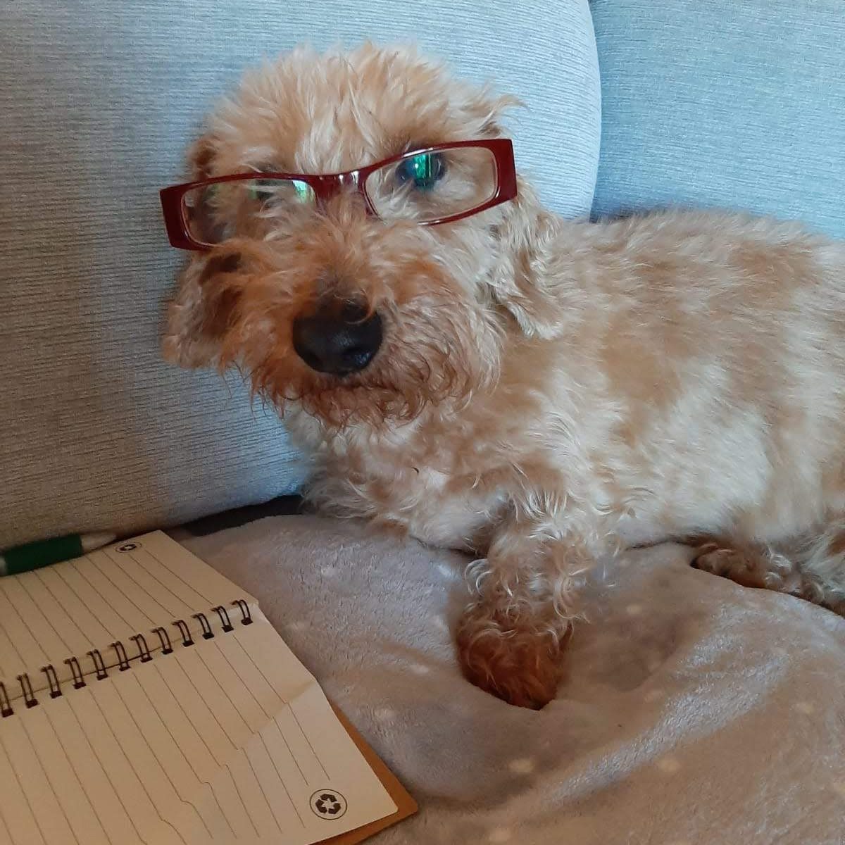 Stefanos's beige-blonde dog Pepa sits ona gray couch in front of a notebook, looking into the camera. He is wearing reading classes.