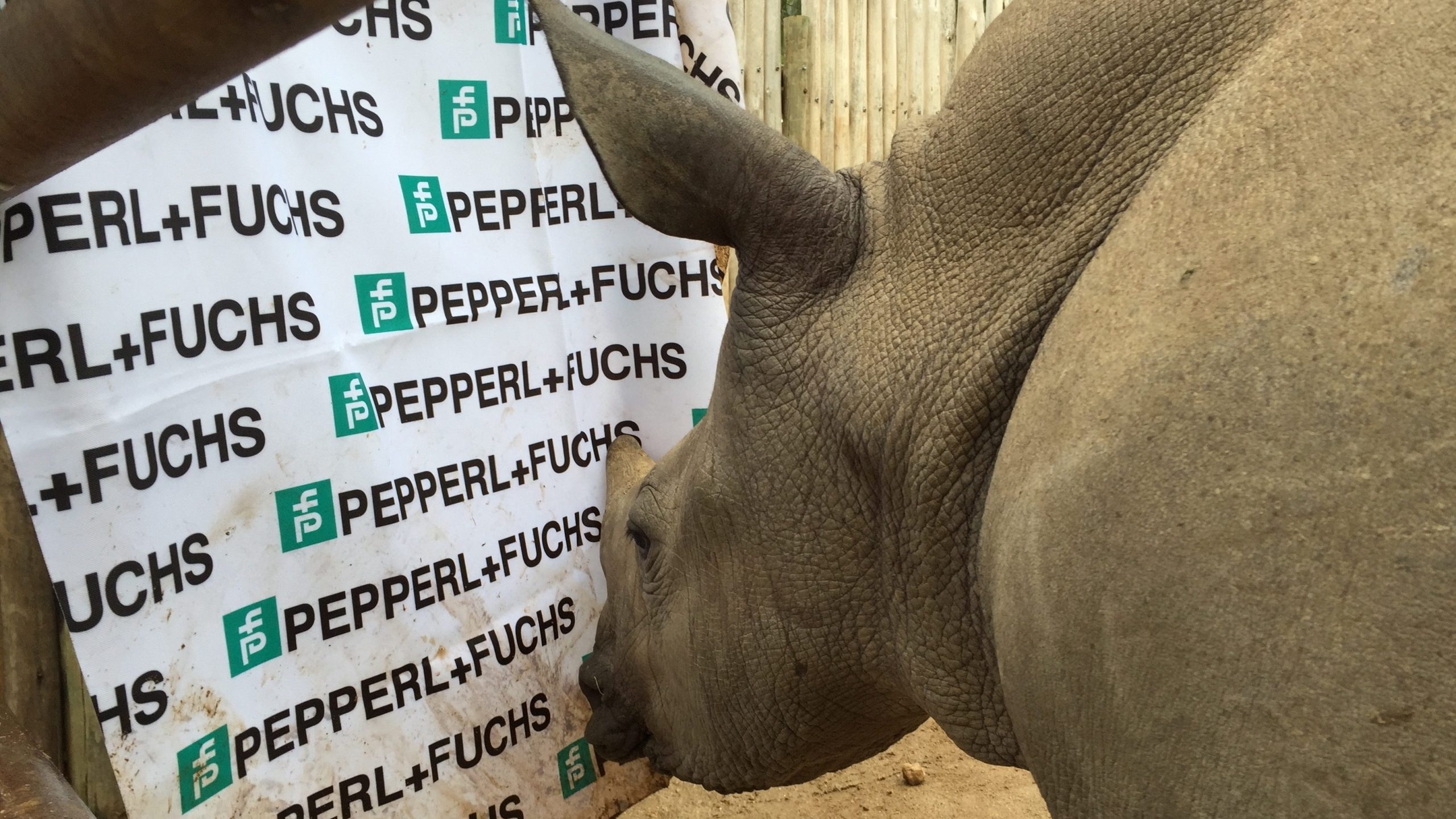 Baby rhino Oz sniffs a banner on which the Pepperl+Fuchs logo is depicted several times.