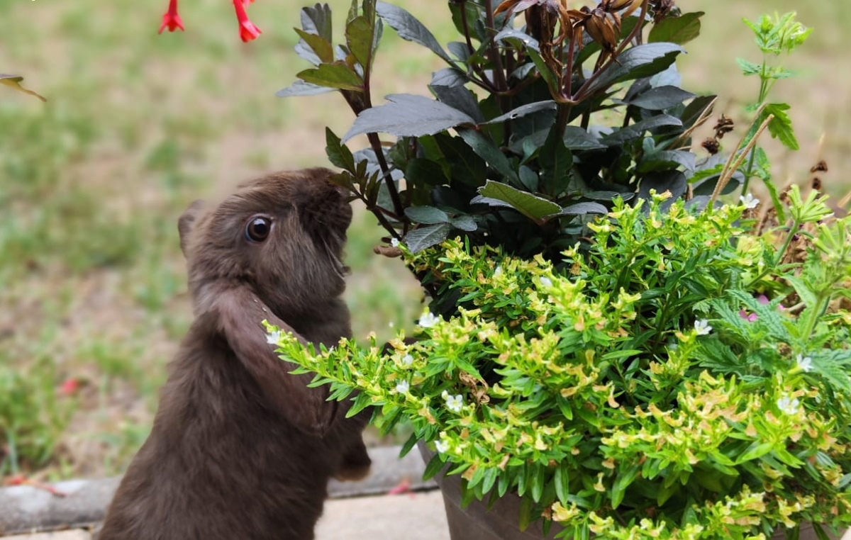The Easter Bunny is getting ready!